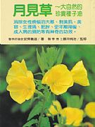 月見草